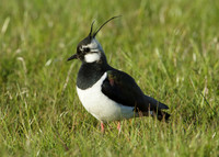 Lapwing Vanellus vanellus