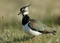 Lapwing Vanellus vanellus