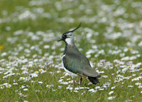Lapwing Vanellus vanellus