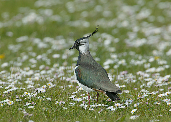 Lapwing Vanellus vanellus