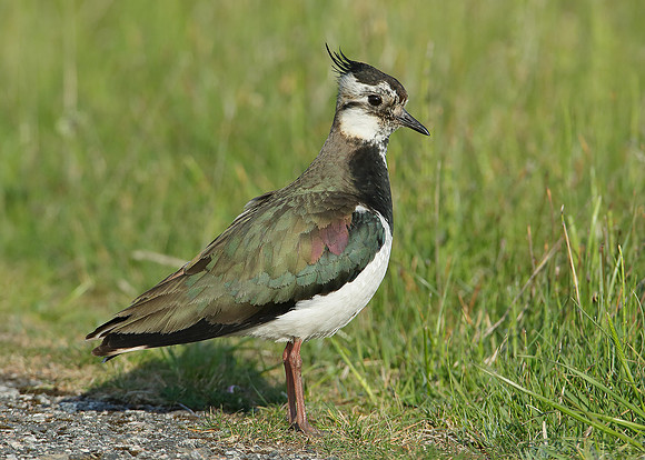 Lapwing Vanellus vanellus