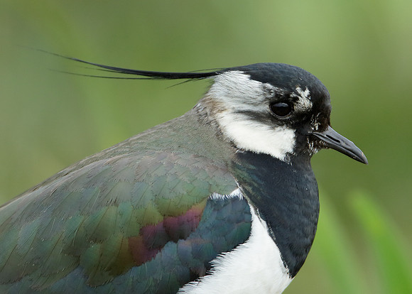 Lapwing Vanellus vanellus