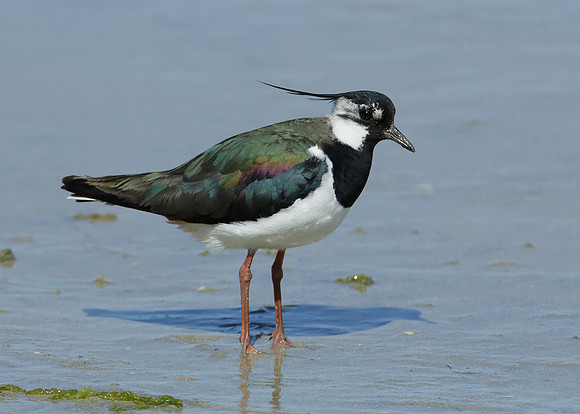 Lapwing Vanellus vanellus