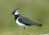 Lapwing Vanellus vanellus