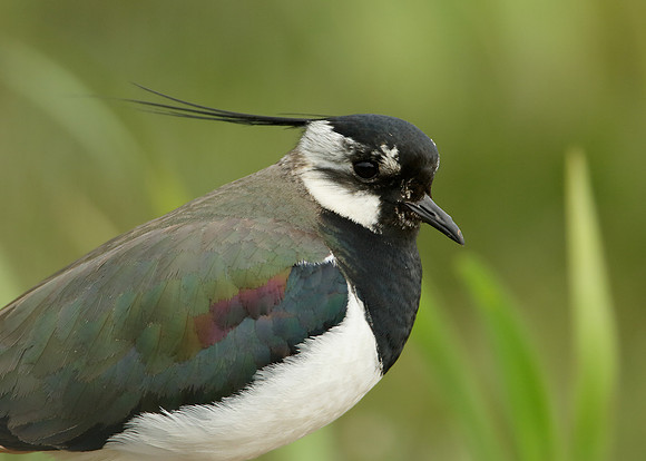 Lapwing Vanellus vanellus