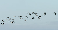 Lapwing Vanellus vanellus