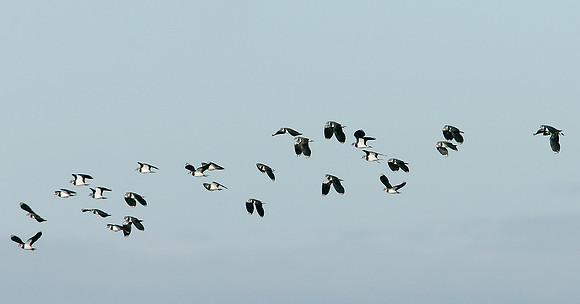 Lapwing Vanellus vanellus