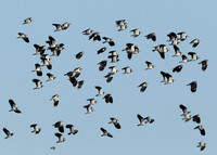Lapwing Vanellus vanellus