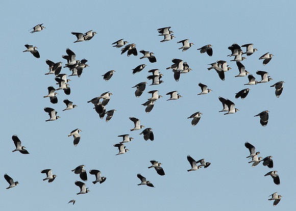Lapwing Vanellus vanellus