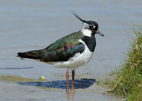 Lapwing Vanellus vanellus