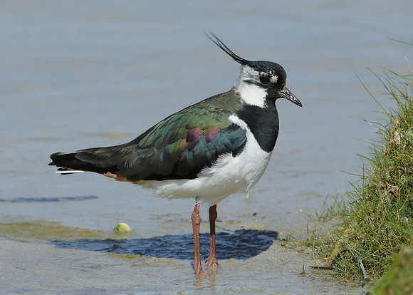 Lapwing Vanellus vanellus