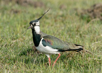 Lapwing Vanellus vanellus