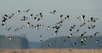 Lapwing Vanellus vanellus