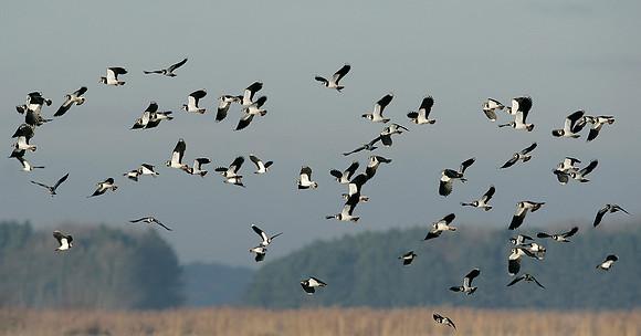 Lapwing Vanellus vanellus