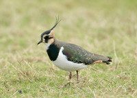 Lapwing Vanellus vanellus