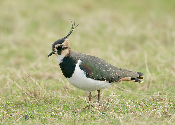 Lapwing Vanellus vanellus