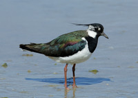 Lapwing Vanellus vanellus