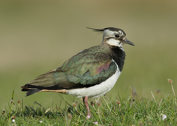 Lapwing Vanellus vanellus