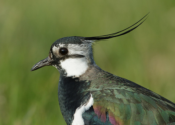 Lapwing Vanellus vanellus