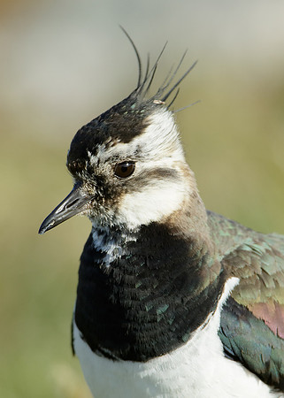 Lapwing Vanellus vanellus