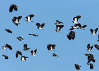 Lapwing Vanellus vanellus