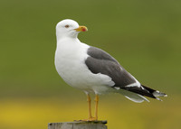 Lesser Black-backed Gull Larus fuscus