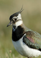 Lapwing Vanellus vanellus