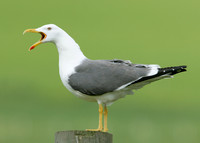 Lesser Black-backed Gull Larus fuscus
