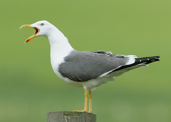 Lesser Black-backed Gull Larus fuscus