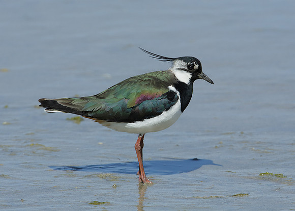 Lapwing Vanellus vanellus