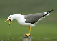 Lesser Black-backed Gull Larus fuscus