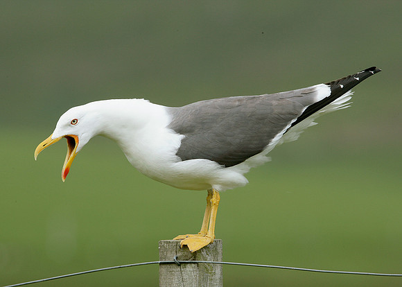 Lesser Black-backed Gull Larus fuscus