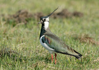 Lapwing Vanellus vanellus