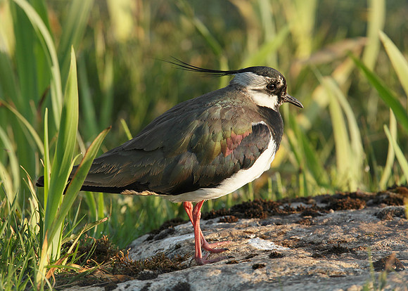 Lapwing Vanellus vanellus