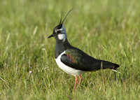 Lapwing Vanellus vanellus