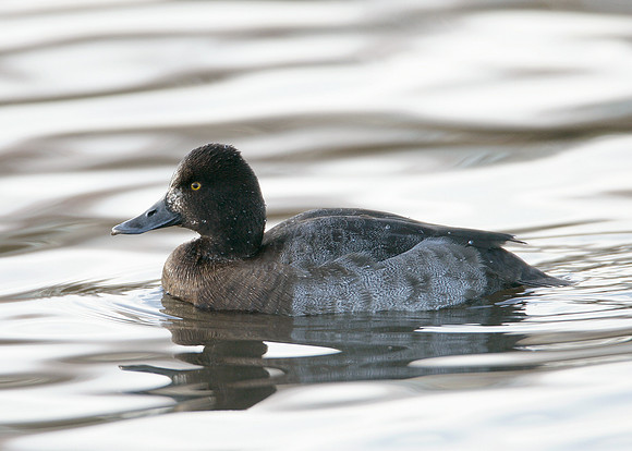 Lesser Scaup Aythya affinis