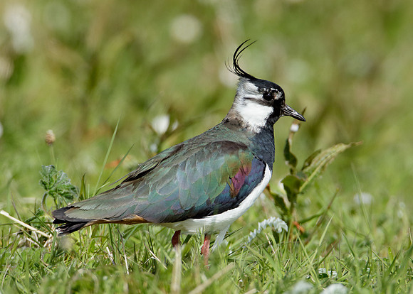 Lapwing Vanellus vanellus