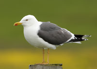 Lesser Black-backed Gull Larus fuscus