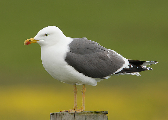 Lesser Black-backed Gull Larus fuscus