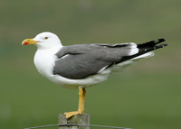 Lesser Black-backed Gull Larus fuscus