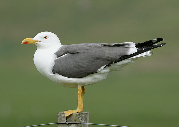 Lesser Black-backed Gull Larus fuscus