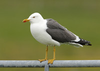 Lesser Black-backed Gull Larus fuscus