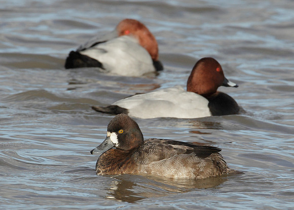 Lesser Scaup Aythya affinis
