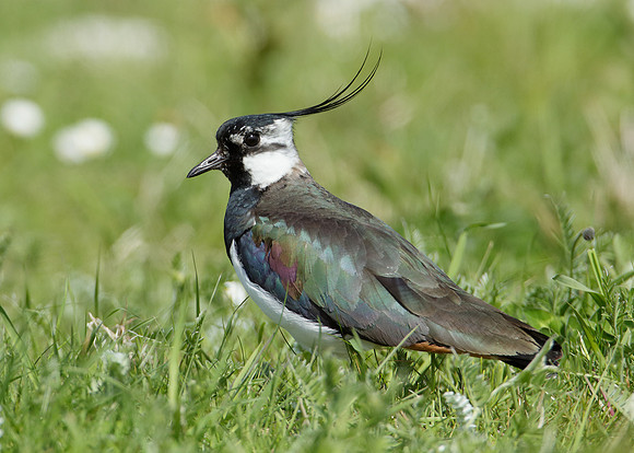 Lapwing Vanellus vanellus
