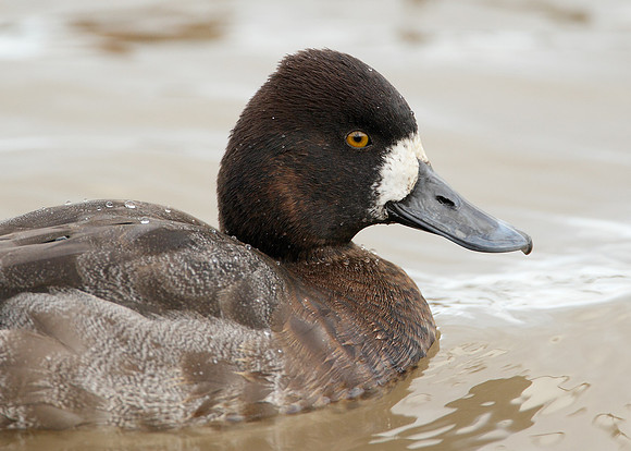 Lesser Scaup Aythya affinis