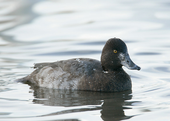 Lesser Scaup Aythya affinis