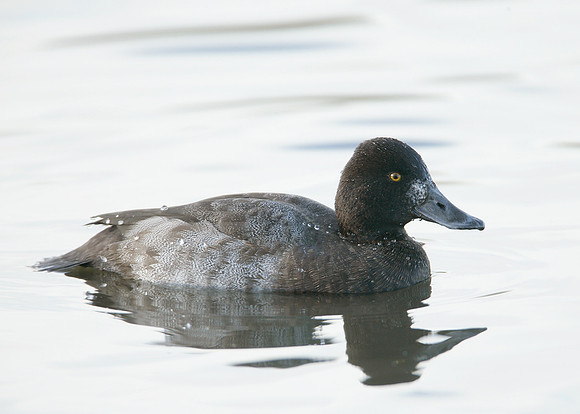 Lesser Scaup Aythya affinis