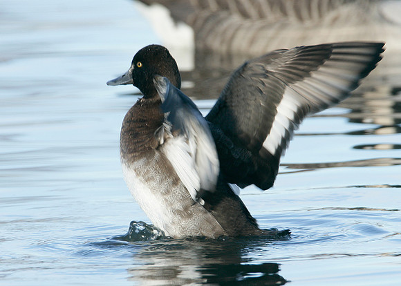 Lesser Scaup Aythya affinis