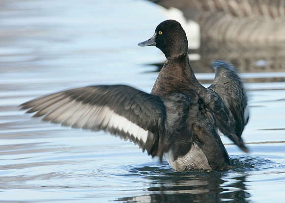 Lesser Scaup Aythya affinis