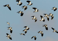 Lapwing Vanellus vanellus